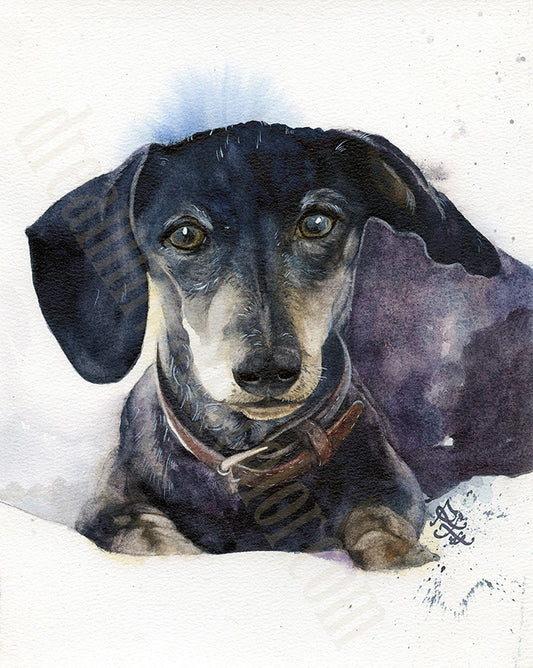 Artistic watercolor painting of a dachshund with a soft focus . Watercolor painting by Sophie Xie Dream In Watercolor. This stunning painting is available as a print on my website, http://www.dreaminwatercolor.com